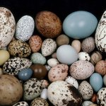 How do eggs get their shapes? Scientists think they've cracked it How do eggs get their shapes? Scientists think they've cracked it