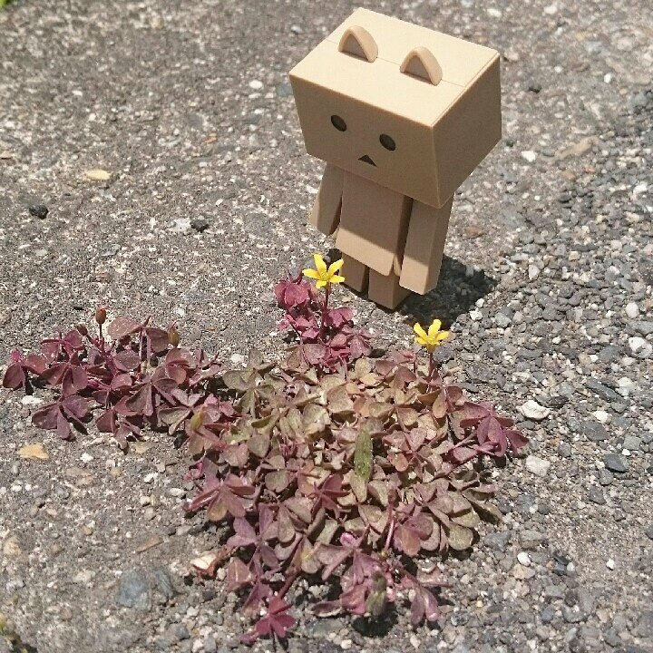 暑いけど 頑張れにゃ!#ダンボー#にゃんぼー#ニャンボー#ダボニャ#花#danbo#nyanbo 暑いけど 頑張れにゃ!#ダンボー#にゃんぼー#ニャンボー#ダボニャ#花#danbo#nyanbo