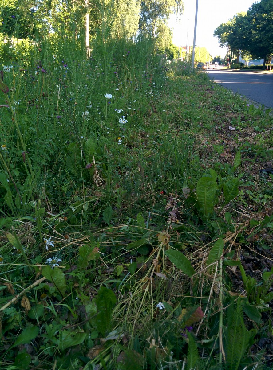 #Hildesheim