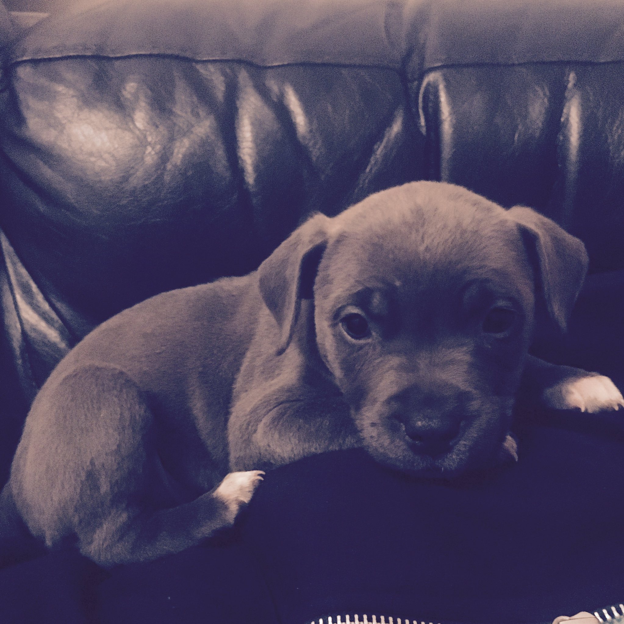 #trendinglive Lottie the Staffordshire Bull Terrior. 9 weeks, full of mischief! Don't be fooled by the cuteness š https://t.co/WLlOsuRxEa