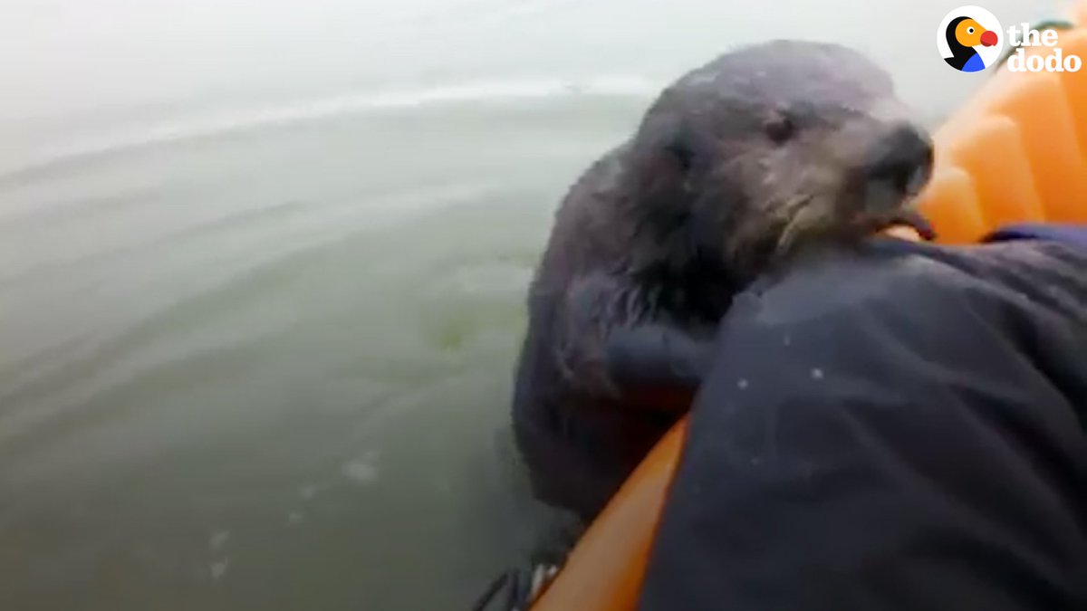 RT @dodo: This otter gets so excited when he sees his favorite kayakers ???? https://t.co/Pr0LZqtglO