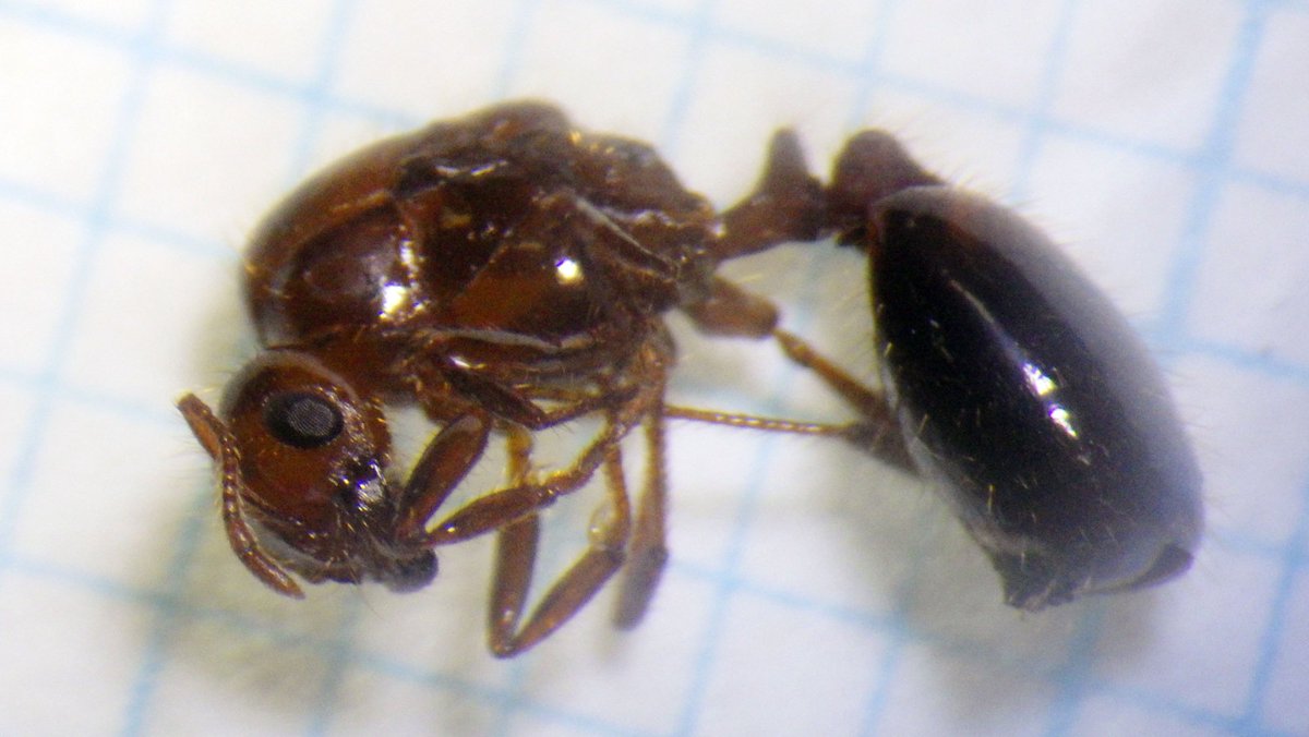 Fire ants, including first confirmed queen, found at Osaka port