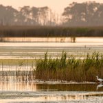 Domino Effect: The Myriad Impacts of Warming on an East Coast Estuary Domino Effect: The Myriad Impacts of Warming on an East Coast Estuary