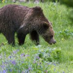 Yellowstone grizzly bears removed from endangered species list Yellowstone grizzly bears removed from endangered species list