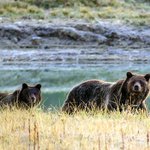 After 42 years, Yellowstone grizzly will be taken off endangered species list After 42 years, Yellowstone grizzly will be taken off endangered species list