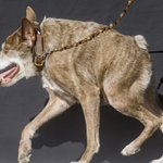 World's Ugliest Dog Contest awards underdogs' inner beauty World's Ugliest Dog Contest awards underdogs' inner beauty