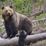 Yellowstone's grizzly bears lose endangered species protection after 42 years Yellowstone's grizzly bears lose endangered species protection after 42 years