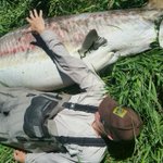 500-pound sturgeon found dead at Klamath Lake, likely 60-70 years old 500-pound sturgeon found dead at Klamath Lake, likely 60-70 years old