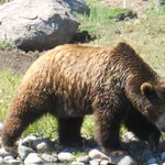 Yellowstone grizzly bears removed from endangered species list Yellowstone grizzly bears removed from endangered species list
