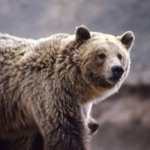 Yellowstone Grizzly Bears to Lose Endangered Species Protection Yellowstone Grizzly Bears to Lose Endangered Species Protection