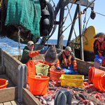 Two rockfish species make a comeback as conservation limits pay off Two rockfish species make a comeback as conservation limits pay off