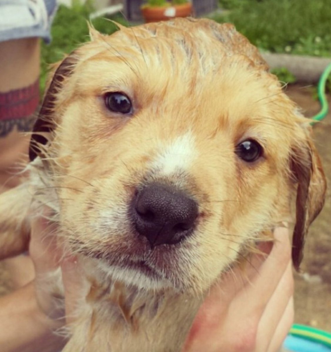 If you're giving your dog a bath this weekend, film 'em. Reason why: https://t.co/qoeaPP5te4 https://t.co/xKkEuLqUXQ
