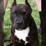 Dog dies after suffering heat stroke in animal control vehicle - | WBTV Charlotte Dog dies after suffering heat stroke in animal control vehicle - | WBTV Charlotte