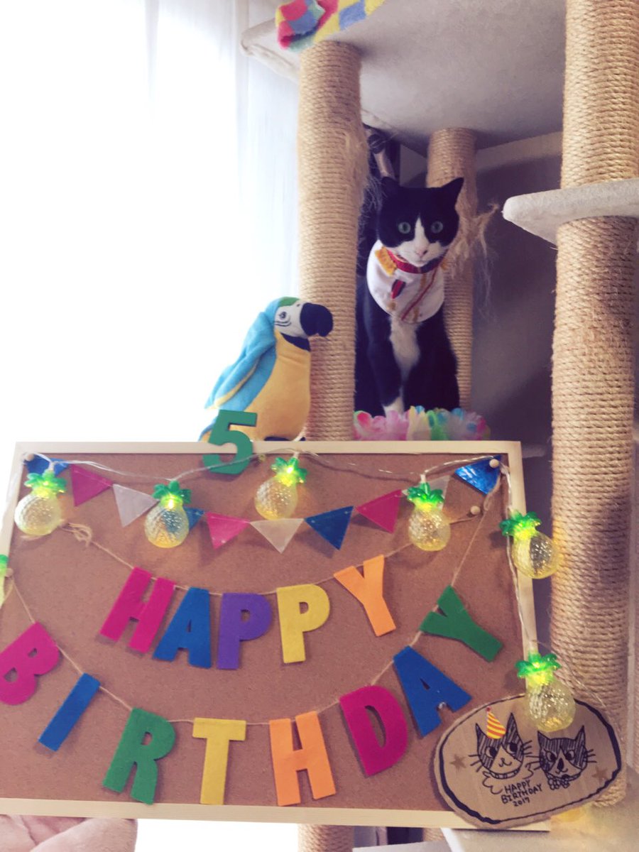 🎉フィガロ今日6/28で5才になりました❗️🎁今年はチビ姫👸しずくちゃんも一緒ににぎやかなお祝いになりました🎂✨✨#Ha 🎉フィガロ今日6/28で5才になりました❗️🎁今年はチビ姫👸しずくちゃんも一緒ににぎやかなお祝いになりました🎂✨✨#Ha