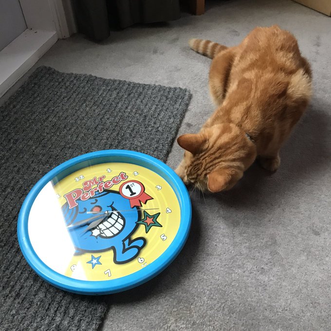 Who needs expensive cat toys. A clock will do. #cats #rescuecats @kitteninn_nz https://t.co/lDJdcueB4Y