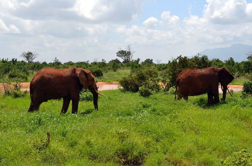 Tsavo Heritage Foundation to launch initiative to save Tsavo ecosystem