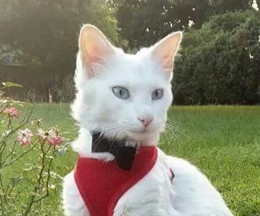 #nipclub