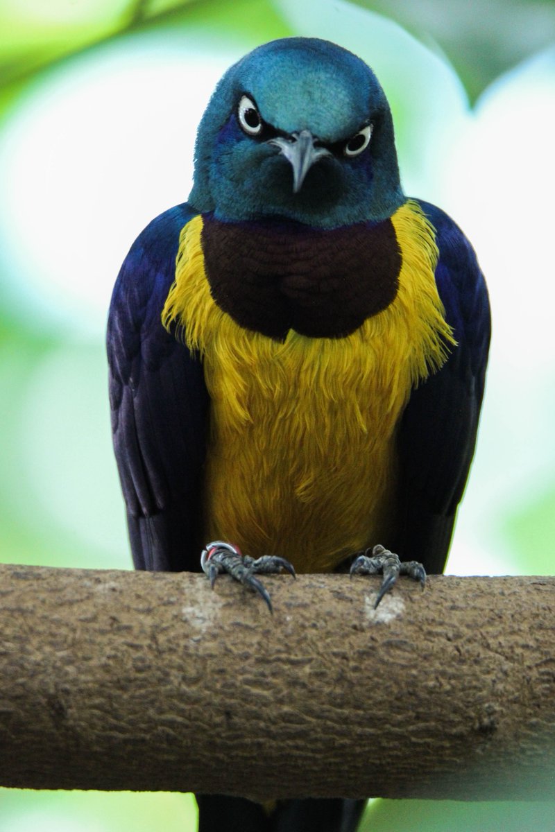 I think this bird wants to throw down.. https://t.co/vbEbCd6VkW https://t.co/2XGgVsgf9x