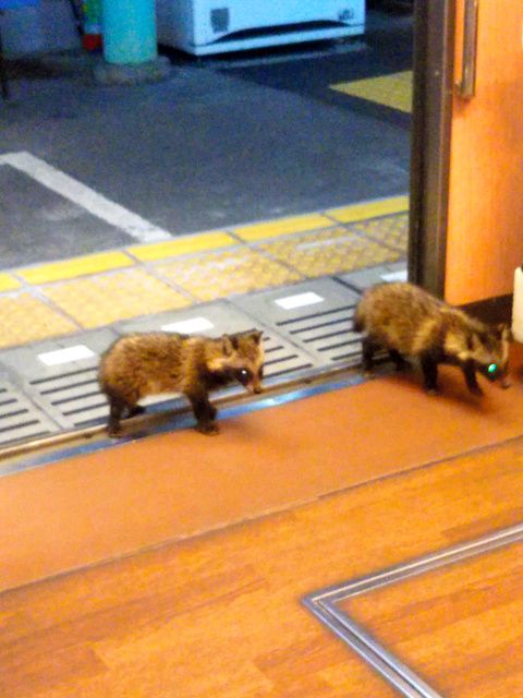 (*´д`*) 叡山電車に子狸やと…んなもん、下鴨矢三郎と矢四郎にきまっとりますやん。この叡山電車を矢二郎の化けたもんか (*´д`*) 叡山電車に子狸やと…んなもん、下鴨矢三郎と矢四郎にきまっとりますやん。この叡山電車を矢二郎の化けたもんか