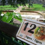 Puerto Rico economic crisis hits island's only zoo Puerto Rico economic crisis hits island's only zoo