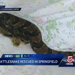 Timber rattlesnake caught lingering near Massachusetts home