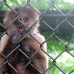 Puerto Rico economic crisis hits island's only zoo Puerto Rico economic crisis hits island's only zoo