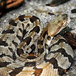 Timber rattlesnake caught lingering near Springfield home
