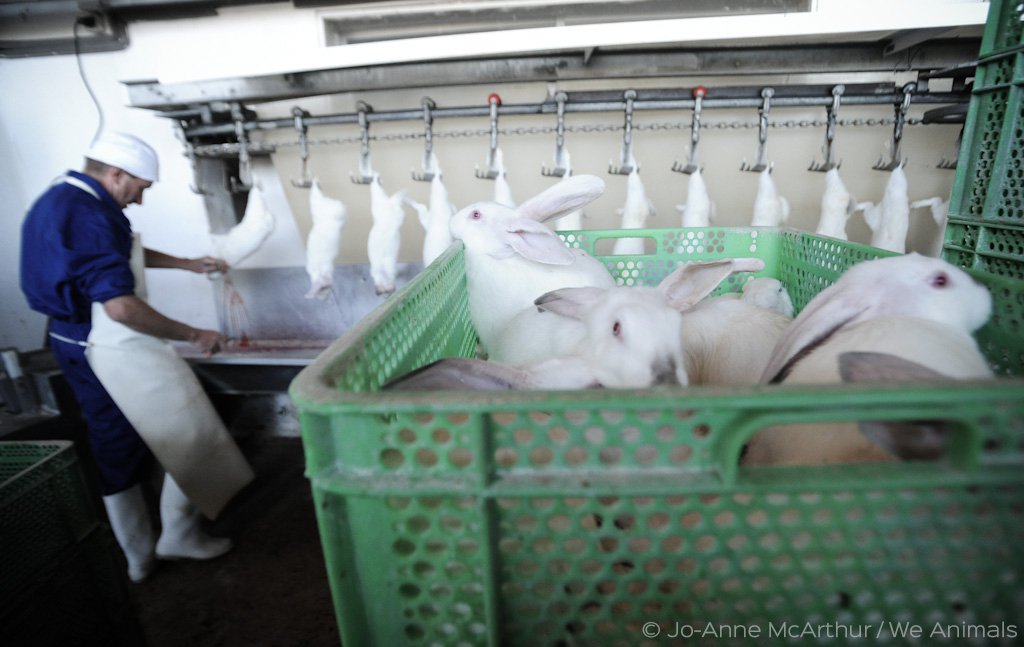 RT @peta: Imagine how terrified these rabbits feel moments before slaughter. #ReasonsToGoVegan https://t.co/CoEaB8Xivm