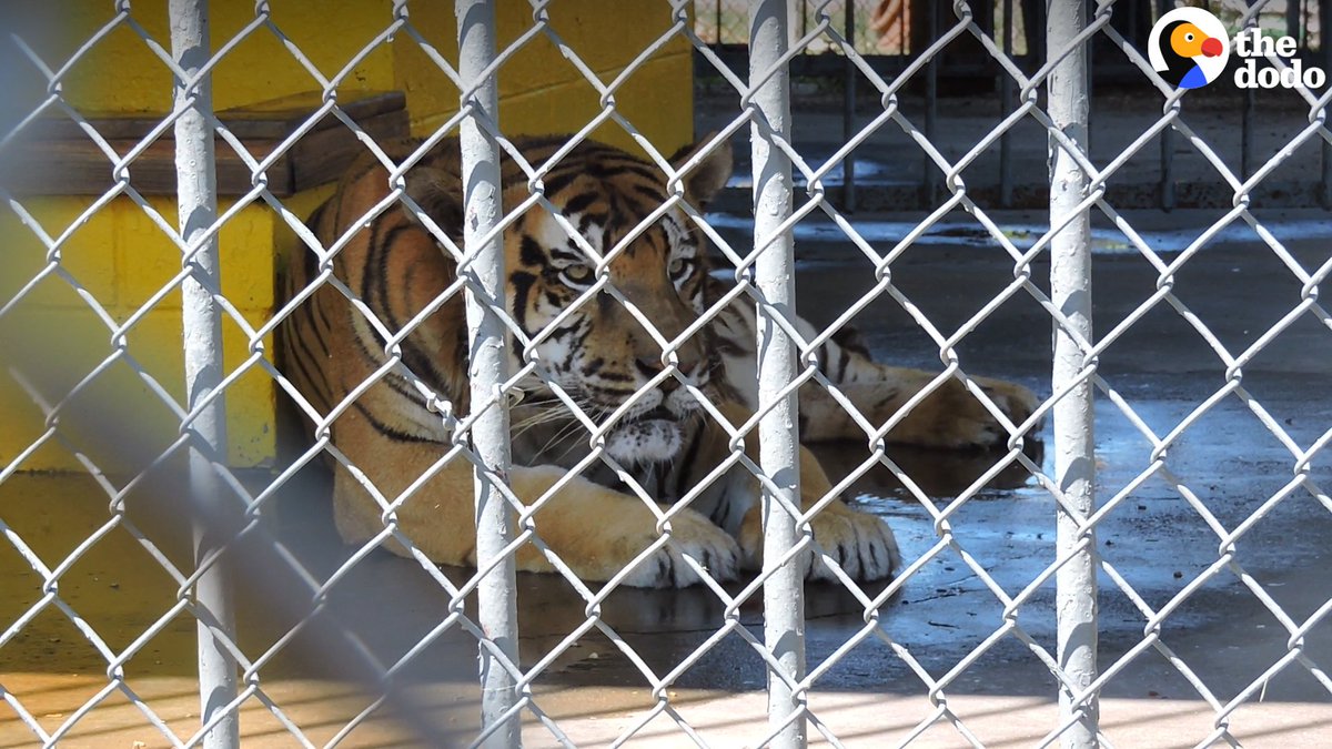 RT @dodo: This tiger has spent his whole life breathing in diesel fumes — let's get him out ???? #FreeTonyTiger https://t.co/BxlfmGffQh