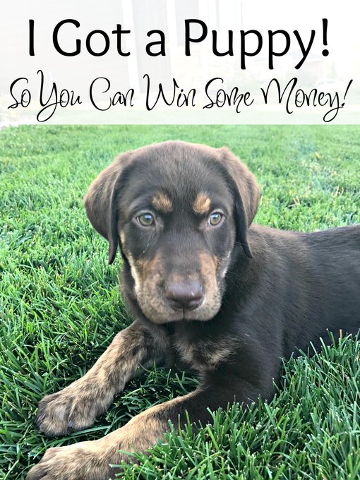 I Got a Puppy! Now You Can Win Some Money! #Giveaway I Got a Puppy! Now You Can Win Some Money! #Giveaway