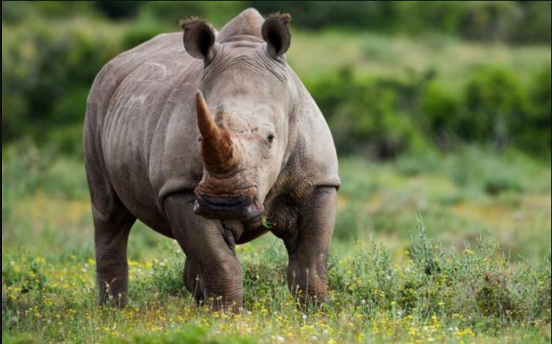 RT @WildAid: Six #rhino killed in Hluhluwe-iMfolozi Park @TheCitizen_News  https://t.co/pFBl9Yw5Ck https://t.co/oWwSrD5Zp9