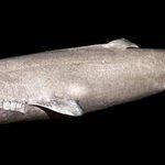 Sharks could hold genetic secret to long life: Study Sharks could hold genetic secret to long life: Study