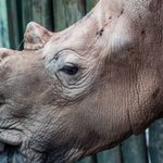 Black rhinos of Botswana and Namibia: Can hunters save them? Black rhinos of Botswana and Namibia: Can hunters save them?