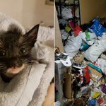 12 kittens and 7 cats die from virus after rescue from cat hoarder at Chua Chu Kang