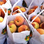 50 states: 50 summer food festivals