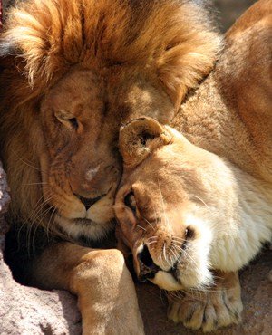 Three Kruger National Park escaped lions shot dead