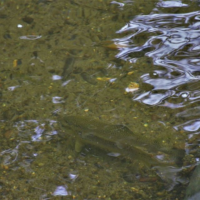 #Ariège