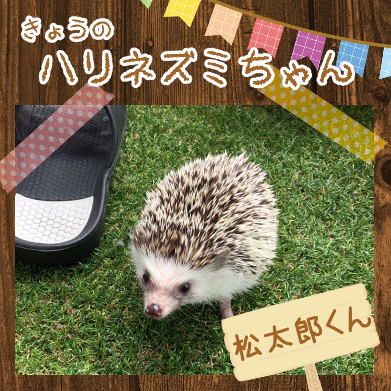 「きょうのハリネズミちゃん」更新です!今日は松太郎くん(人´∀`*)今日も一日頑張っていきましょー٩( 'ω' )و✨ 「きょうのハリネズミちゃん」更新です!今日は松太郎くん(人´∀`*)今日も一日頑張っていきましょー٩( 'ω' )و✨