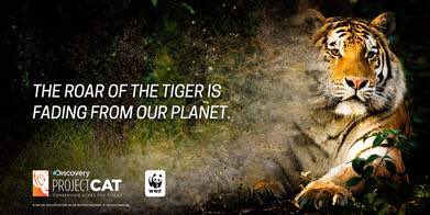 This #GlobalTigerDay, help @DiscoveryComm and @WWF protect wild tigers at https://t.co/VHO5ma88T8 #ProjectCAT https://t.co/TbXfsZeXCm
