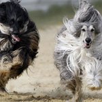 Meet the 19 least intelligent dogs Meet the 19 least intelligent dogs
