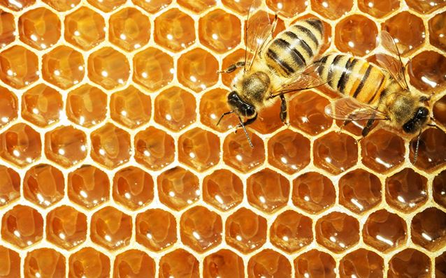Global research center set to offer bee health expertise globally: official