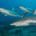 Gallery: 300-pound sharks swarm Florida photographer