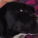 Mother misses son's wedding after church rejects service dog