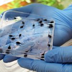 Henry Doorly Zoo & Aquarium sends thousands of endangered tadpoles to Puerto Rico Henry Doorly Zoo & Aquarium sends thousands of endangered tadpoles to Puerto Rico