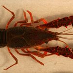 Invasive red swamp crayfish found in two locations in Michigan