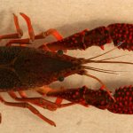 State: Invasive ‘swamp’ crayfish found in Novi