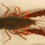 Invasive red swamp crayfish discovered in southern Michigan