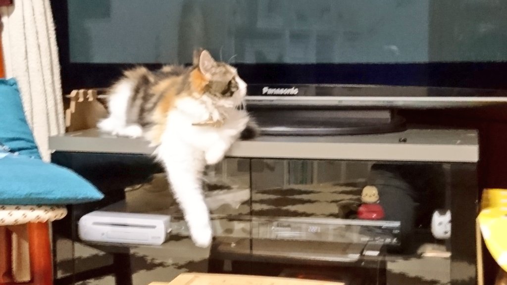 今夜のこはるはPanasonic推し😂#猫 #子猫 #メインクーン#猫好きさんと繋がりたい #我が家のテレビは #Pan 今夜のこはるはPanasonic推し😂#猫 #子猫 #メインクーン#猫好きさんと繋がりたい #我が家のテレビは #Pan