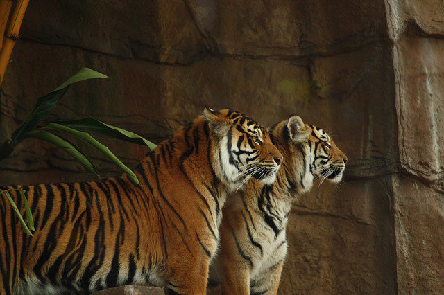 #Tigers