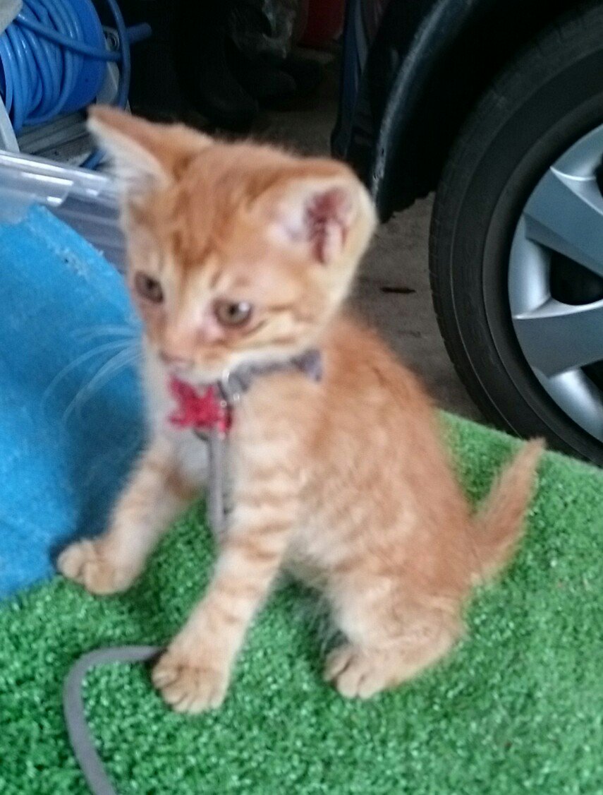 ふくちゃん4コマまんが先日動画をupした子猫ちゃん。ご近所さんの車庫の中でご飯をもらって暮らしてます。見たこと無いくらい ふくちゃん4コマまんが先日動画をupした子猫ちゃん。ご近所さんの車庫の中でご飯をもらって暮らしてます。見たこと無いくらい
